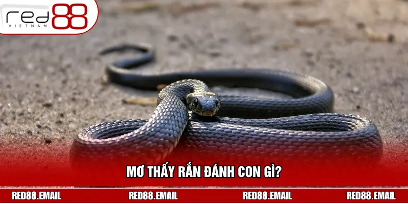 Mơ Thấy Rắn Đánh Con Gì? Giải Mã Giấc Mơ Chuẩn Xác Nhất Mơ Thấy Rắn Đánh Con Gì? Giải Mã Giấc Mơ Chuẩn Xác Nhất