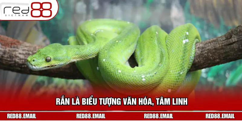 Mơ Thấy Rắn Đánh Con Gì? Giải Mã Giấc Mơ Chuẩn Xác Nhất Rắn là biểu tượng văn hóa, tâm linh